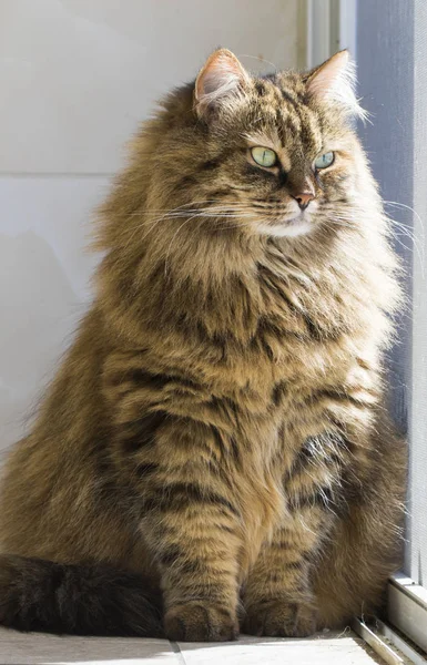 Hermoso marrón tabby gatito de siberiano crianza en la casa — Foto de Stock