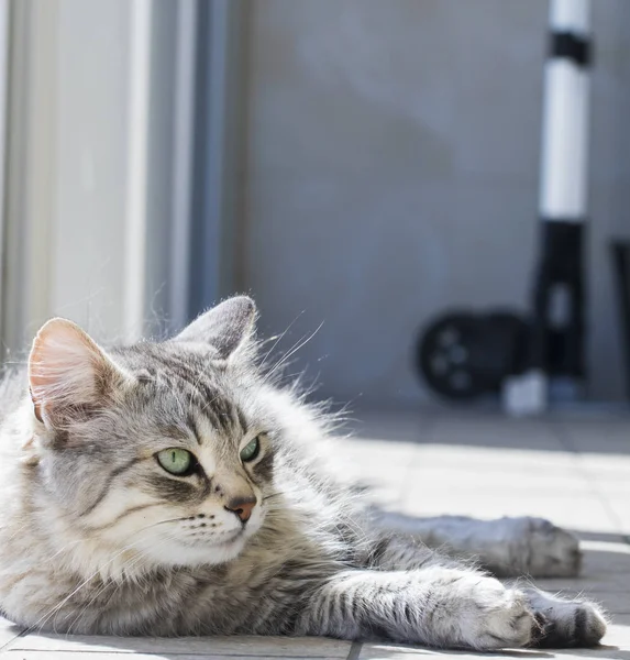 Srebrny samica kot rasy syberyjskiej, długie włosy — Zdjęcie stockowe