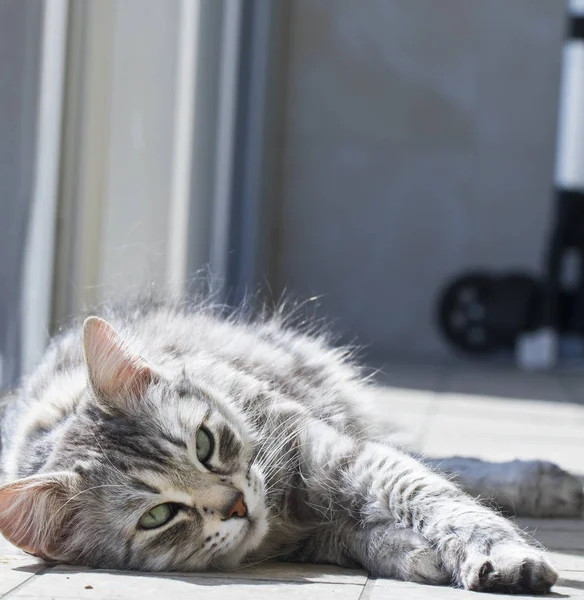 Срібна кішка сибірської породи, довгошерста — стокове фото