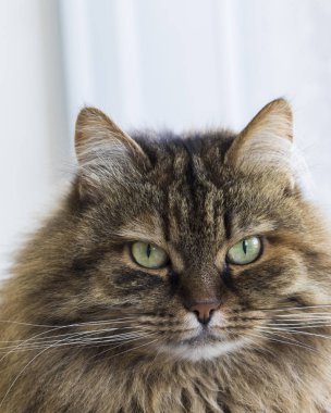 Sibirya cins bahçede kahverengi kedi
