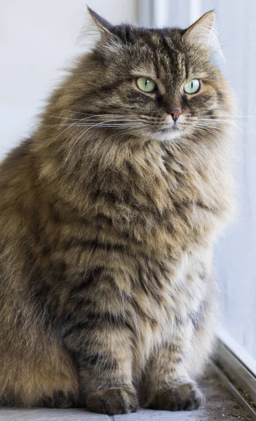 Braune Katze sibirischer Rasse im Garten — Stockfoto