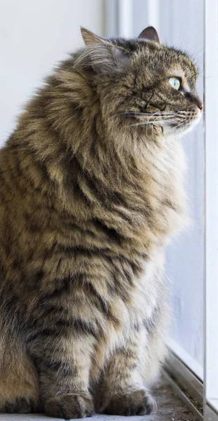 Gatto bruno di razza siberiana in giardino — Foto Stock