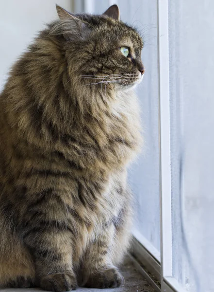 Gatto bruno di razza siberiana in giardino — Foto Stock
