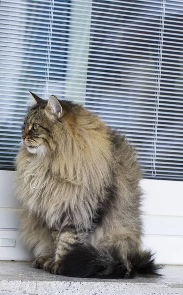 Chat brun de race sibérienne dans le jardin — Photo