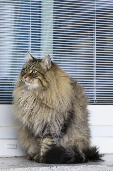 Gato marrón de raza siberiana en el jardín —  Fotos de Stock