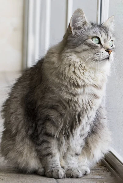 Gatos Cabelos Longos Raça Siberiana Prata Feminina — Fotografia de Stock