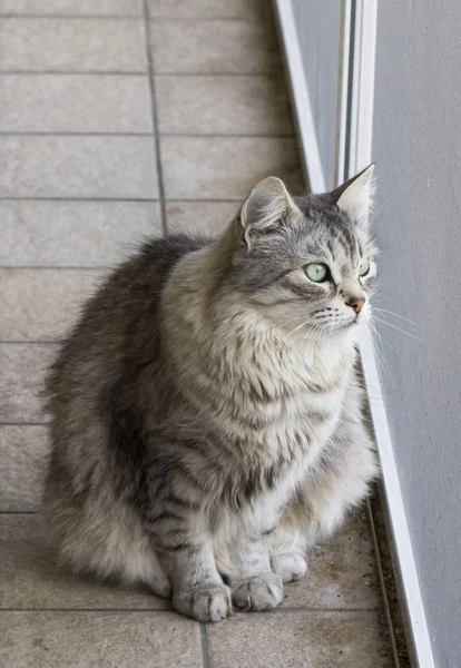 Gatos Cabelos Longos Raça Siberiana Prata Feminina — Fotografia de Stock