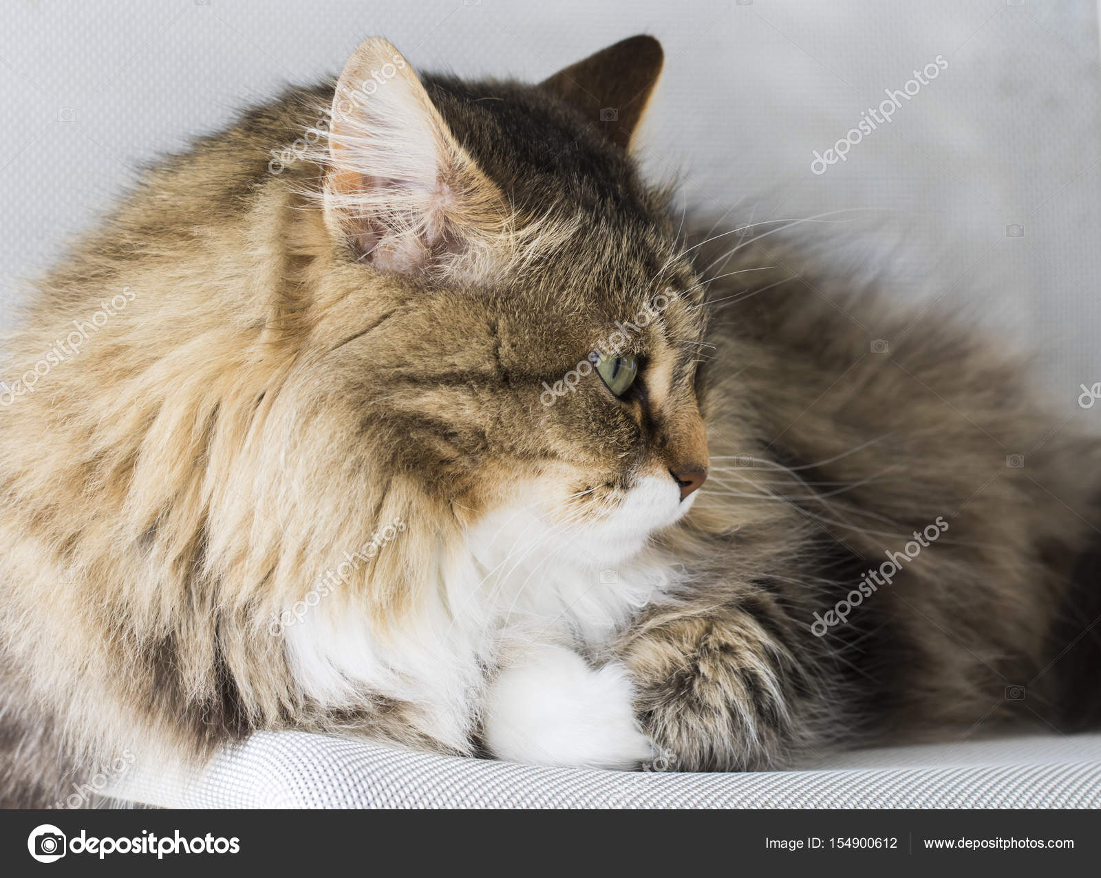 Long Haired Scruffy Cat Breeds Scruffy Elderly Cat Looks At Camera