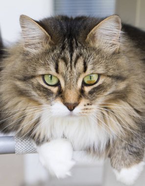 Uzun saçlı kediler, Sibirya doğurmak kahverengi tabby