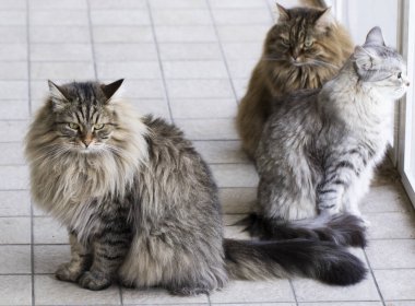 Bahçe, kahverengi tabby Sibirya doğurmak erkek kedi