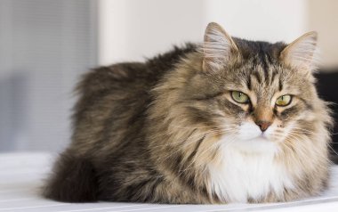 Uzun saçlı kediler, Sibirya doğurmak kahverengi tabby