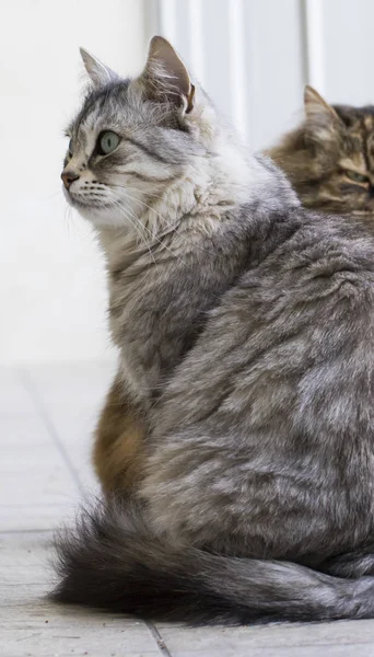 Gatos Cabelos Longos Raça Siberiana Prata Feminina — Fotografia de Stock