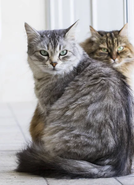 Langharige Katten Siberische Ras Vrouwelijke Zilver — Stockfoto