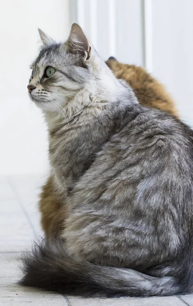 Długowłosy Koty Srebrny Kobiet Rasy Syberyjski — Zdjęcie stockowe