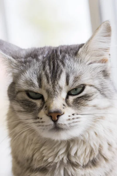 Langharige Katten Siberische Ras Vrouwelijke Zilver — Stockfoto