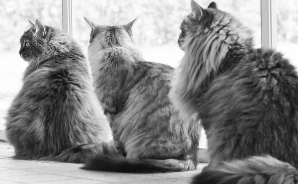 Gatos Cabelos Compridos Raça Siberiana — Fotografia de Stock