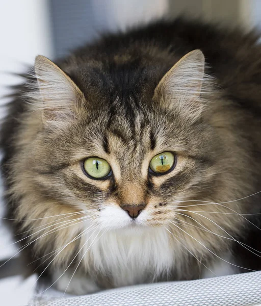 Uzun Saçlı Kediler Sibirya Doğurmak Kahverengi Tabby — Stok fotoğraf