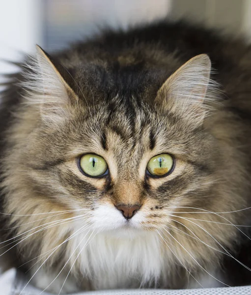 Langharige Katten Siberische Ras Bruin Tabby — Stockfoto