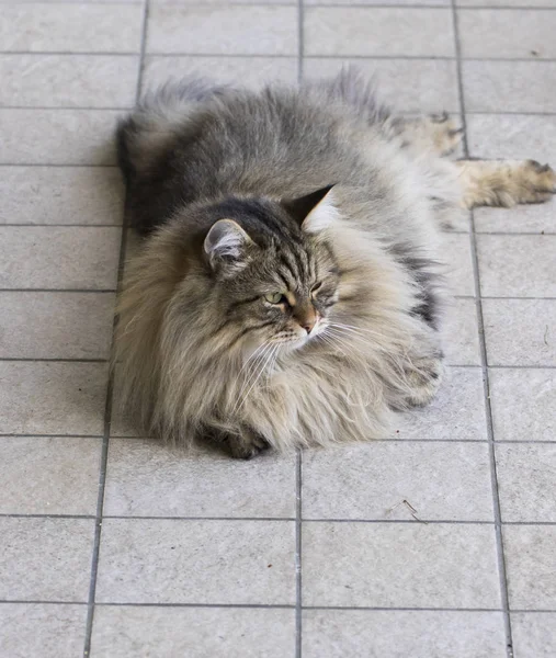 Macho gato de siberiano crianza en el jardín, marrón tabby — Foto de Stock