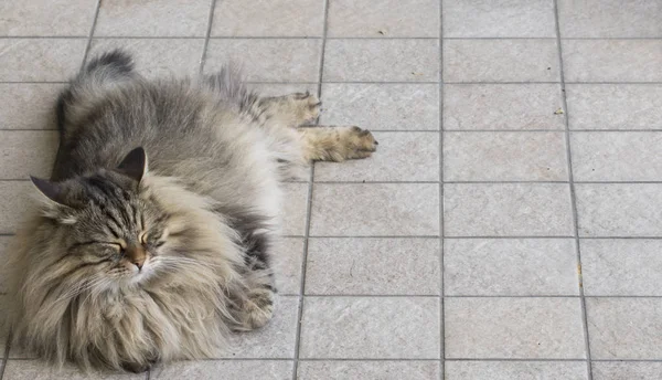 Bahçe, kahverengi tabby Sibirya doğurmak erkek kedi — Stok fotoğraf