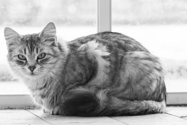 Gatos Cabelos Longos Raça Siberiana Prata Feminina — Fotografia de Stock