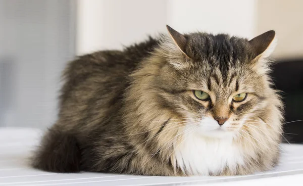 Gatos Pelo Largo Raza Siberiana Marrón Tabby — Foto de Stock