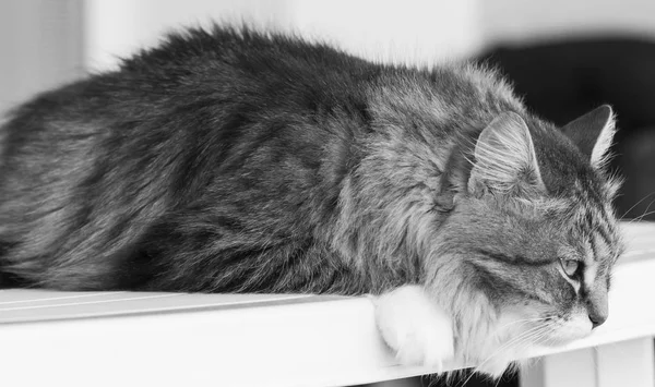 Gatos Cabelos Longos Raça Siberiana Marrom Tabby — Fotografia de Stock