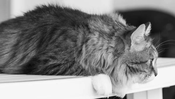 長い髪猫 シベリア品種茶虎猫 — ストック写真