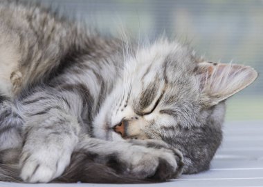 Bahçe, Sibirya doğurmak gümüş uzun saçlı kedi
