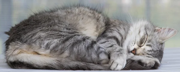 silver long haired cat in the house near in relax, siberian breed