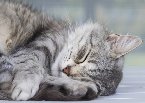 Ezüst Vágyódik Hajú Macska Kert Szibériai Fajta — Stock Fotó