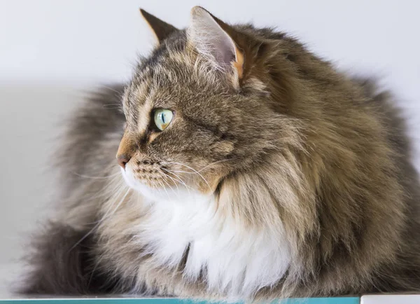 Brązowy Kot Długowłosy Ogrodzie Rasy Syberyjski — Zdjęcie stockowe