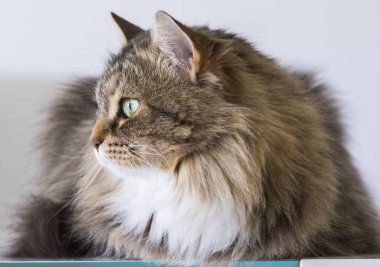 uzun saçlı tekir kedi evde, Sibirya doğurmak