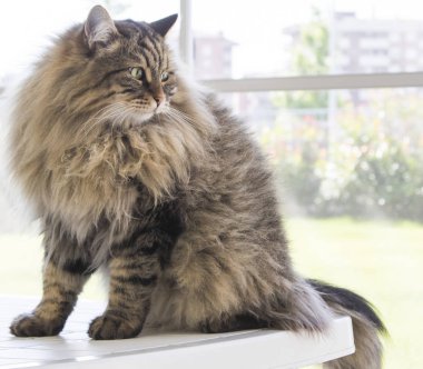 Bahçe, kahverengi tabby Sibirya doğurmak erkek kedi