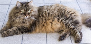 Bahçe, Sibirya doğurmak kahverengi uzun saçlı kedi