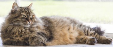 Bahçe, Sibirya doğurmak kahverengi uzun saçlı kedi