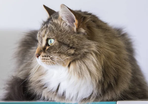 Tabby Long Haired Cat House Siberian Breed — Stock Photo, Image