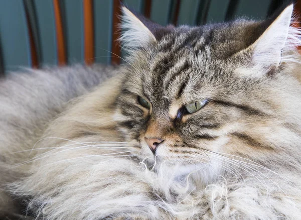 Чоловічий кіт сибірської породи в саду, коричневий таббі — стокове фото
