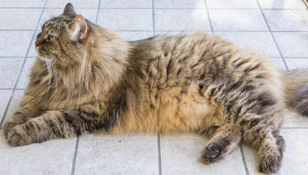 シベリア原産で茶色の長い髪の猫 — ストック写真