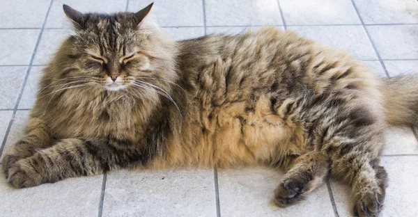Bahçe Sibirya Doğurmak Kahverengi Uzun Saçlı Kedi — Stok fotoğraf
