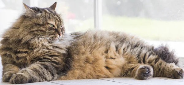 Gatto Bruno Dai Capelli Lunghi Giardino Razza Siberiana — Foto Stock