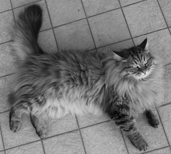 庭、茶色虎猫のシベリア原産のオス猫 — ストック写真