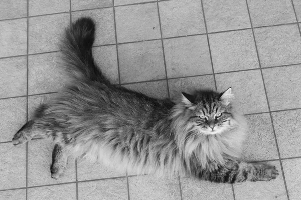 Gatto maschio di razza siberiana in giardino, tabby marrone — Foto Stock