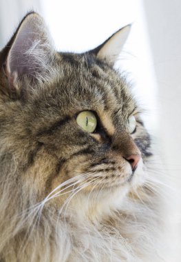 Sevimli sibirya kedi ırkı rahatlayın, hayvan hipoalerjenik evcil hayvan