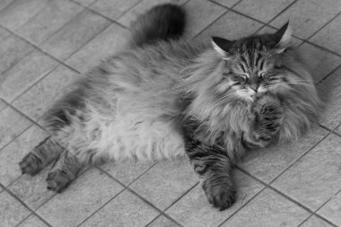 Sevimli sibirya kedi ırkı rahatlayın, hayvan hipoalerjenik evcil hayvan