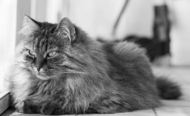 Kabarık kedi Bahçe, Sibirya yalan