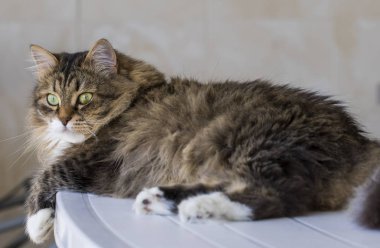 Masada, Sibirya safkan erkek kahverengi kedi