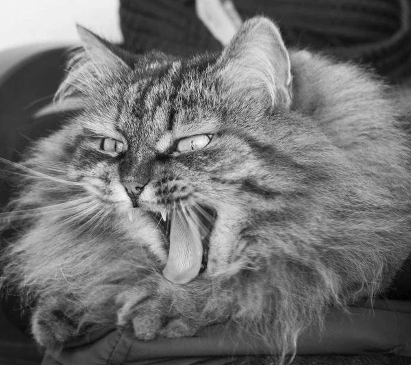Esneme, uzun saçlı Sibirya purebred kedi