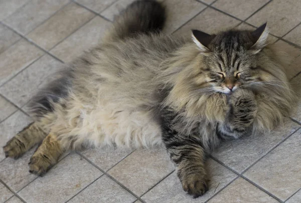 Raça Siberiana Adorável Gato Relaxar Animal Estimação Hipoalergênico Gado — Fotografia de Stock