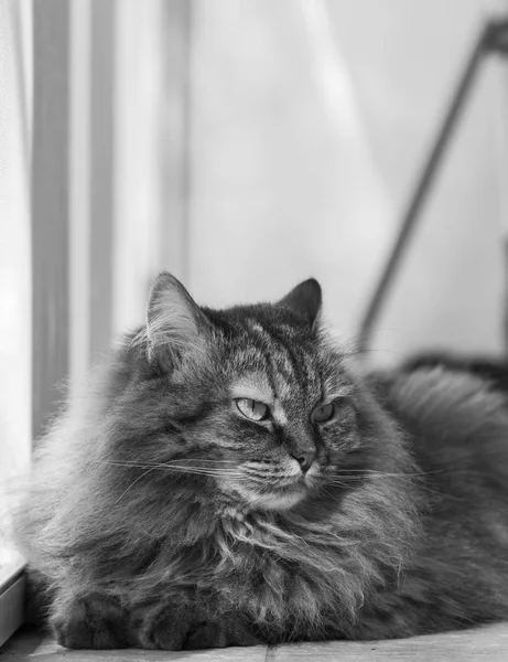 Raça hipoalergênica de gato, gatinho fêmea siberiana — Fotografia de Stock